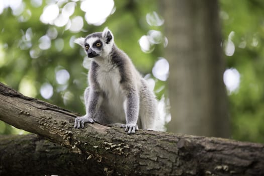 Ring-tailed lemur sitting on a tree trunk