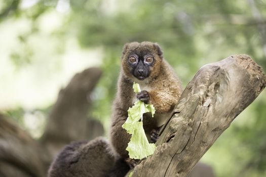 Red bellied lemur sitting on a branch eating lettuce