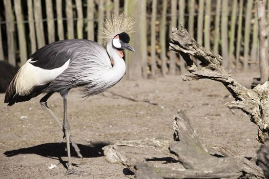 Grey Crowned Crane, walking