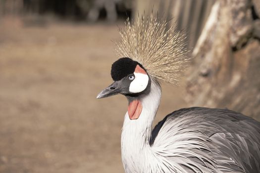 Grey Crowned Crane, close up head