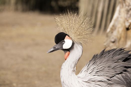 Grey Crowned Crane, close up head