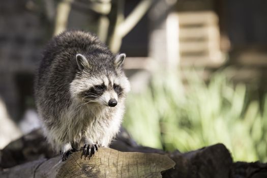 Racoon on tree trunk