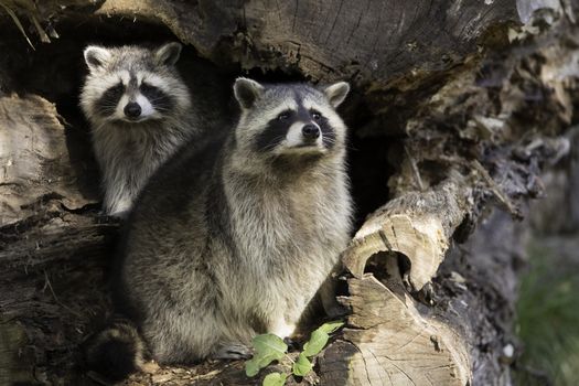 Two racoons in nest, hollow tree trunk