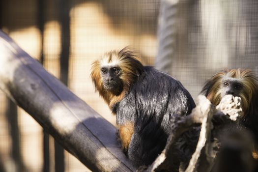 Golden Headed Lion Tamarin, two