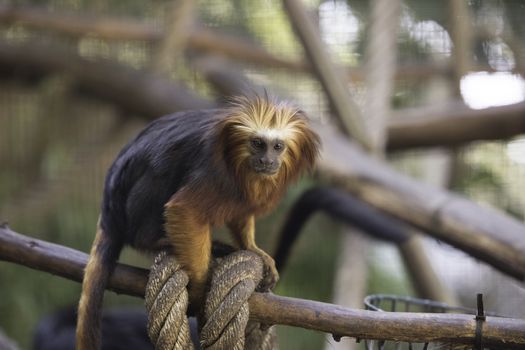 Golden Headed Lion Tamarin with rope