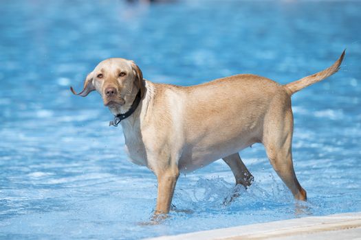 dog, Labrador retriever, staning in swimming pool, blue water