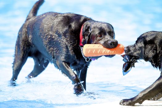 Two dogs, Labrador Retriever, both pulling a toy in swimming pool, blue water