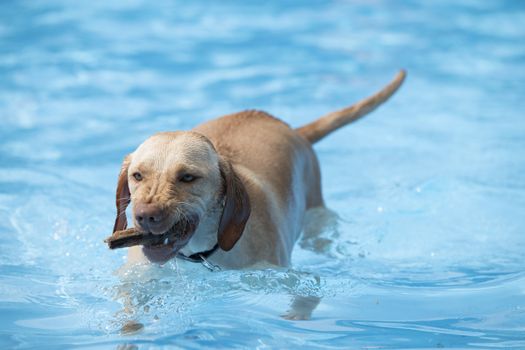 Dog, fetching wood from swimming pool, blue water