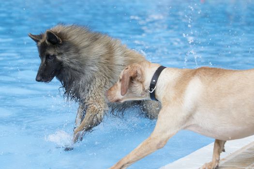Two dogs running in swimming pool, blue water