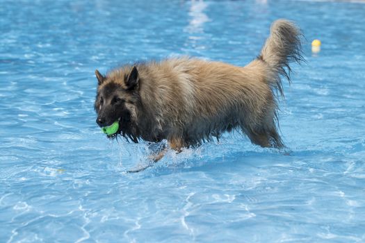 Dog, Belgian Shepherd Tervuren, fetching tennis ball in swimming pool, blue water