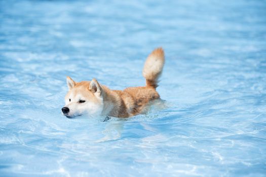Dog, Akita Inu, swimming in swimming pool, blue water