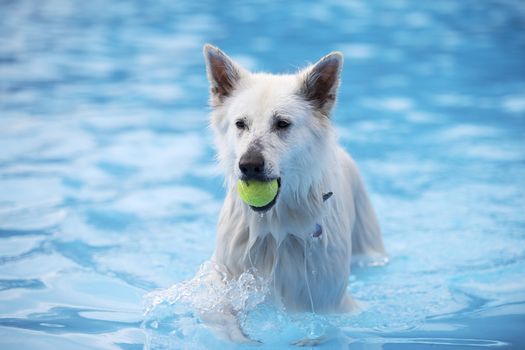 White Shepherd dog, fetching tennis ball in swimming pool, blue water