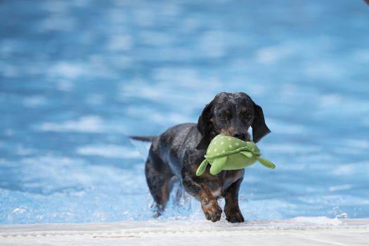 Dog, Dachshund, fetching toy out of swimming pool, blue water