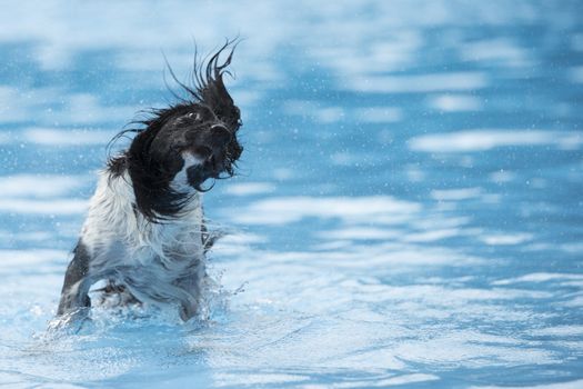 Dog, shaking head, in swimming pool, blue water