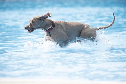 Dog, Weimaraner, running in swimming pool, blue water