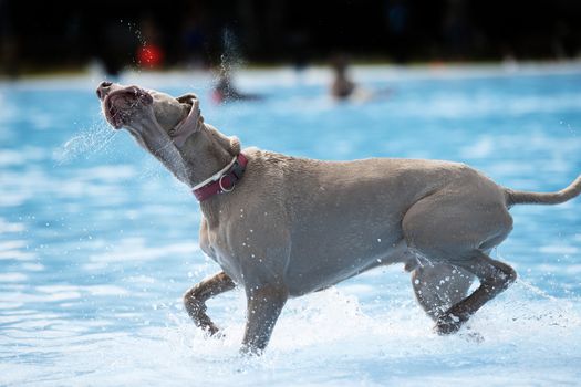 Dog, Weimaraner, in swiming pool, shaking