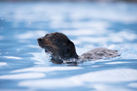 Dog, Dachshund, swimming in a swimming pool, blue water