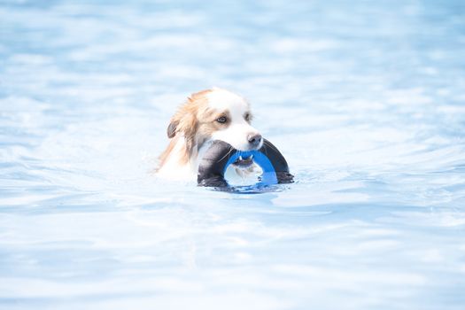 Dog, Border Collie, swimming and holding a toy, blue water
