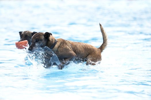 Two dogs in swimming pool, Belgian Shepherd Malinois, blue water