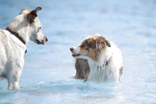 Two dogs in a swimming pool, one growling