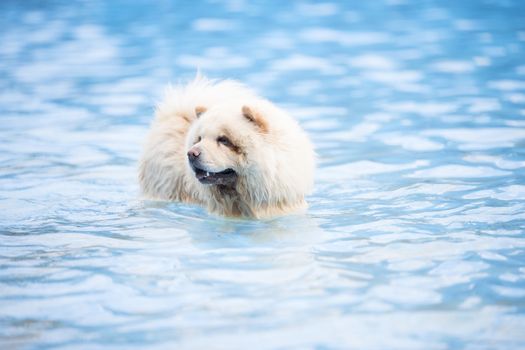 Chow Chow in swimming pool, blue water