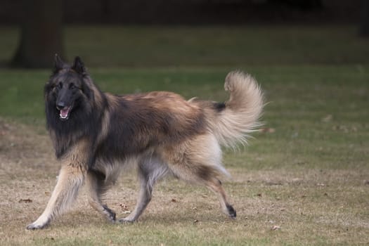 Dog, Belgian Shepherd Tervuren, running in woods