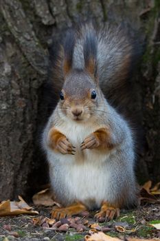 the photograph shows a squirrel on a tree