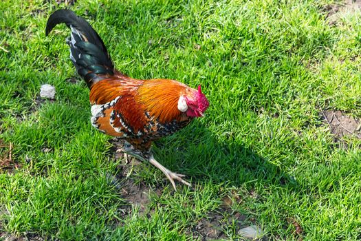 Free-range chickens foraging on a farm
