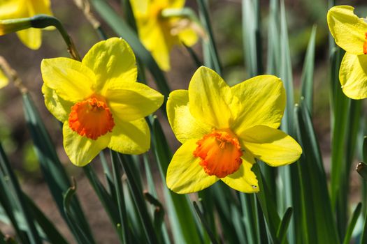Narcissus bright yellow flowers in Sunbeam on blurred background bokeh.