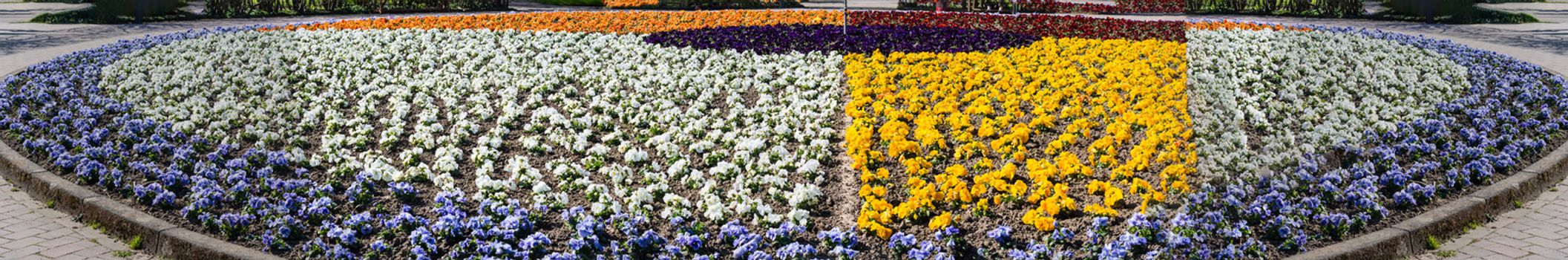 Panorama, pansies, yellow, violet and white in a round flower bed.