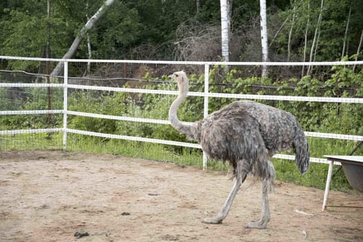 Ostrich with dry arid landscape and trees on the background