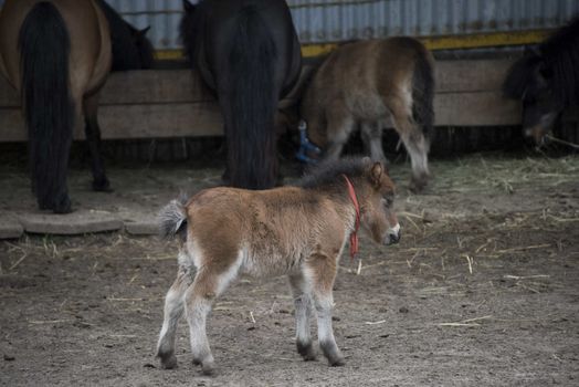 Mini dwarf horse in a pasture at a farm. foal mini horse. 