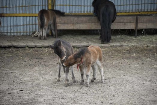 Mini dwarf horse in a pasture at a farm. foal mini horse. 