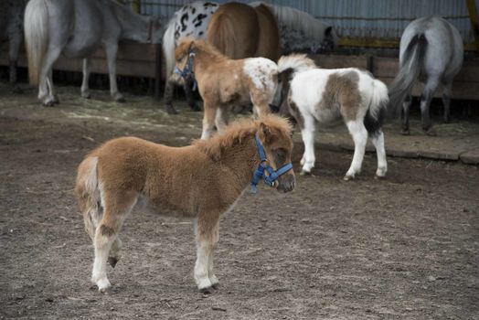 Mini dwarf horse in a pasture at a farm. foal mini horse. 