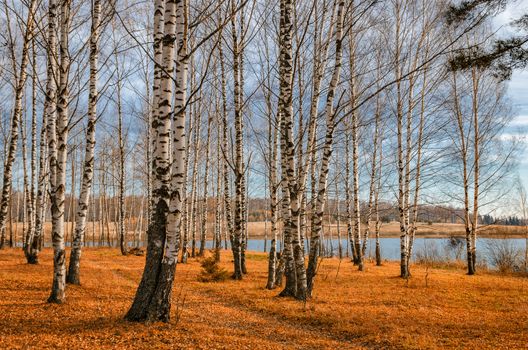 Bright colors of Golden autumn in the country on the shore of the reservoir