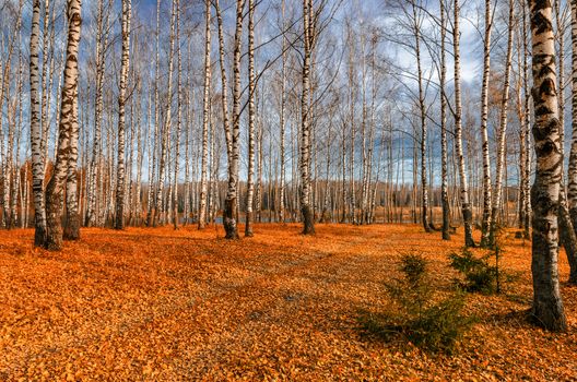 Bright colors of Golden autumn in the country on the shore of the reservoir