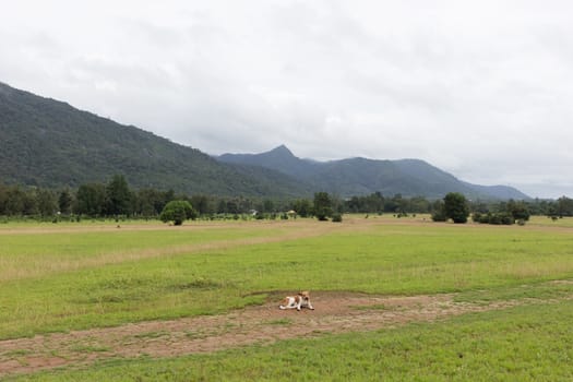 dog in field of grass in mountain