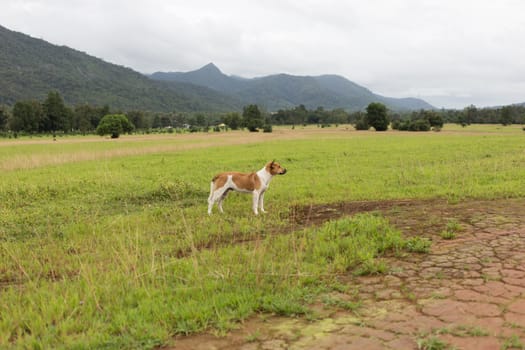 dog in field of grass in mountain