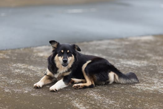 domestic dog sitting on ground