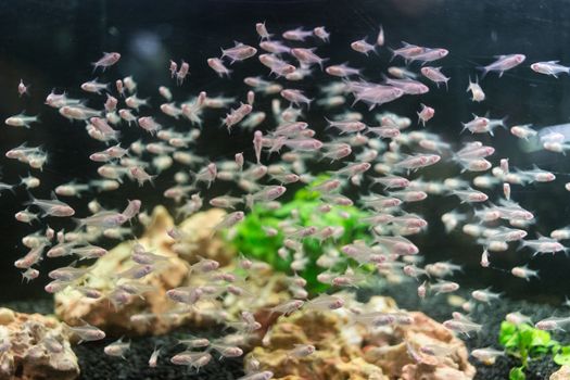 Group of a small white fish in an Aquarium