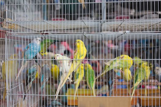 Budgerigar in the cage at pet shop