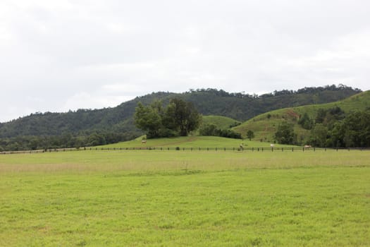 field of grass in mountain