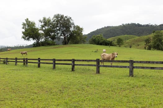 fences of cattle in field of grass in mountain