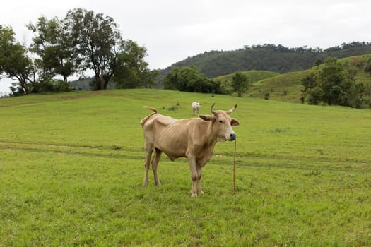 cattle in field of grass in mountain