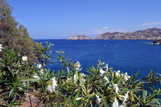 Sea view and island with flowers forward plan.