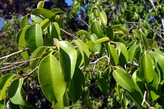 Leaves of a fat plant of green color.