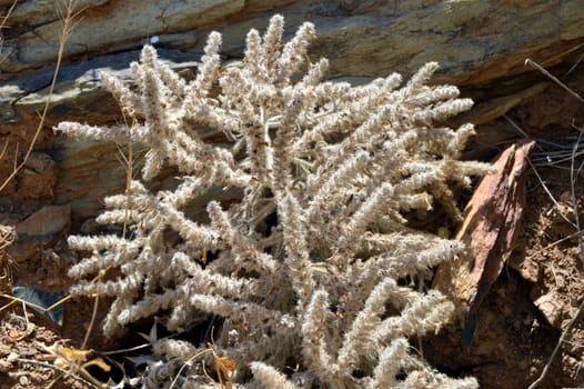 White plant looking like the foam on rocks.