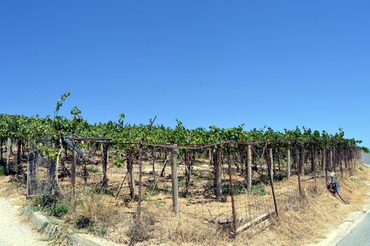 Vineyards in flowers in the Cretan campaign in Greece.