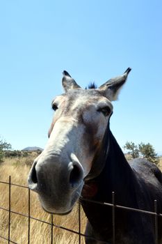 Lively donkey in a meadow with the yellowed grass.