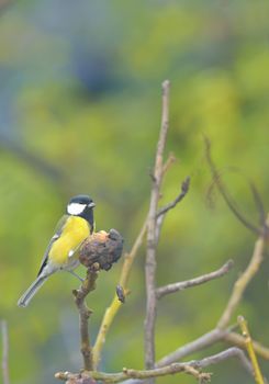 Great tit on a tree branch 